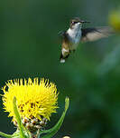 Colibri à gorge rubis