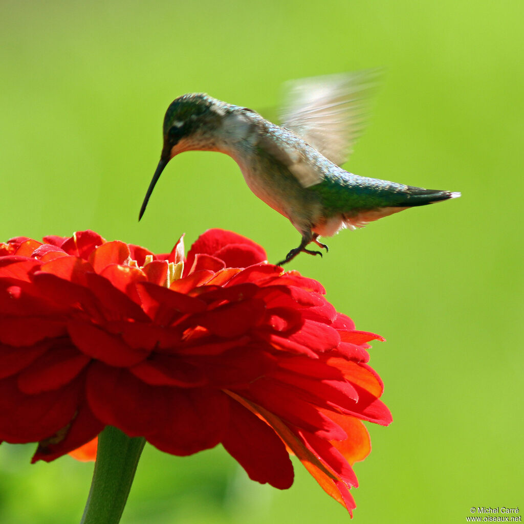 Colibri à gorge rubis femelle adulte