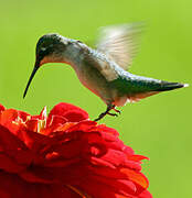 Colibri à gorge rubis