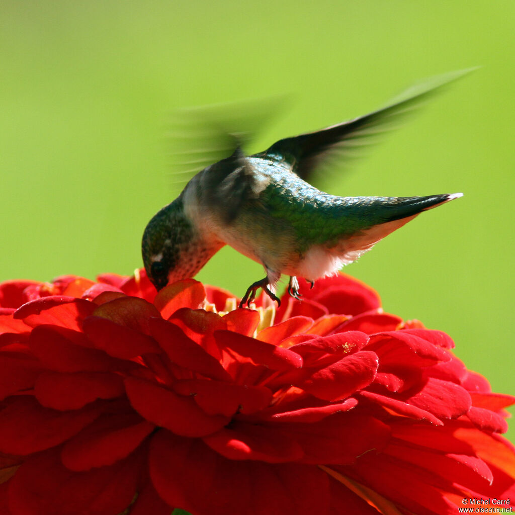 Ruby-throated Hummingbird female adult