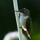 Colibri à gorge rubis