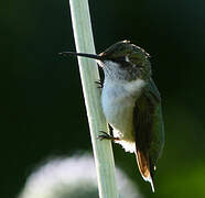 Colibri à gorge rubis