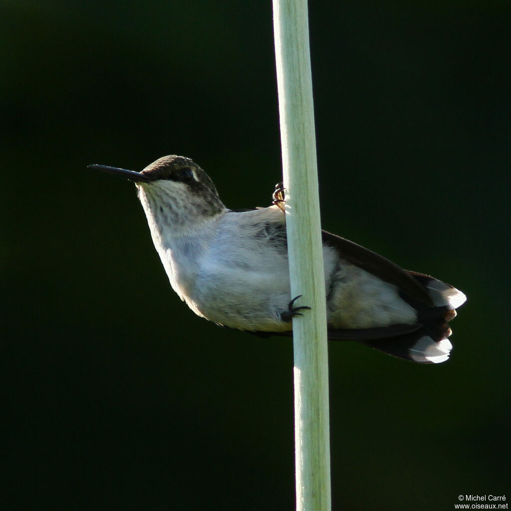 Colibri à gorge rubis femelle adulte