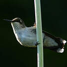 Colibri à gorge rubis