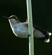 Ruby-throated Hummingbird