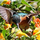 Colibri à queue grise
