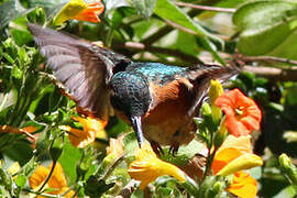 Grey-tailed Mountaingem