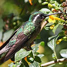 Colibri à queue grise