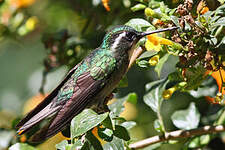 Colibri à queue grise