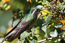 Colibri à queue grise