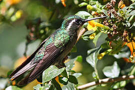 Grey-tailed Mountaingem