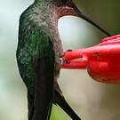 Colibri de Rivoli