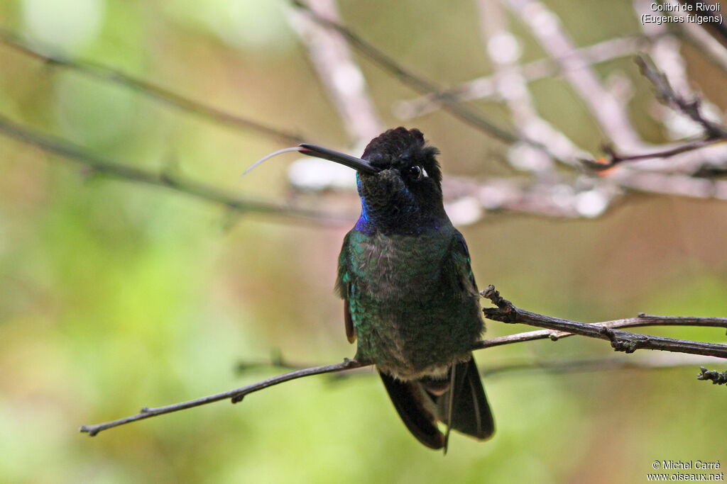 Colibri de Rivoli mâle adulte