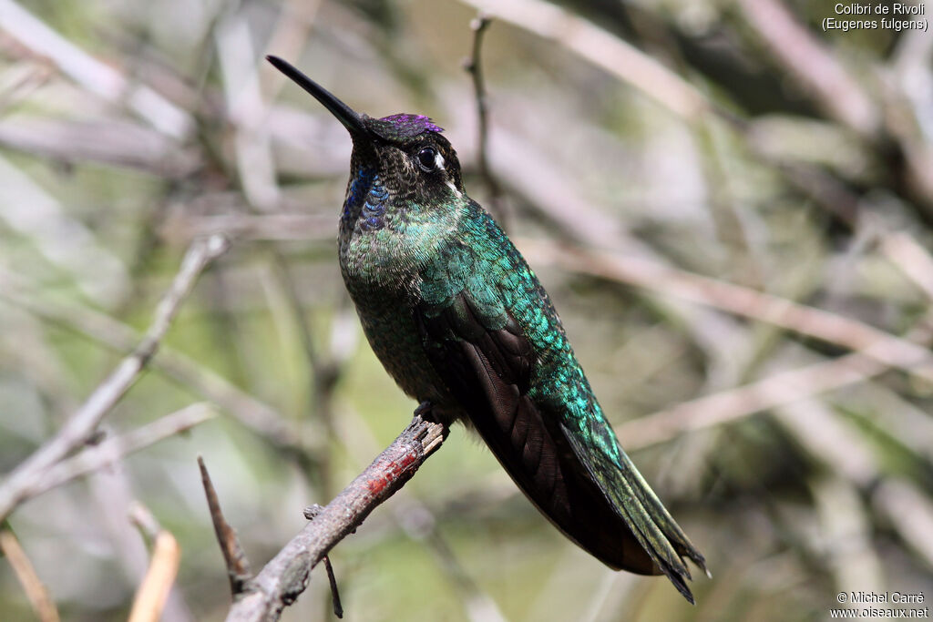 Rivoli's Hummingbird male adult