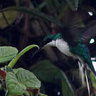 Colibri féérique
