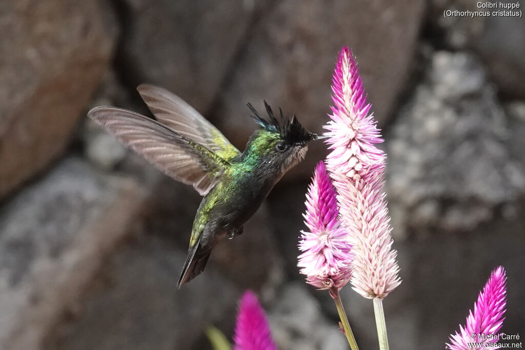 Colibri huppé