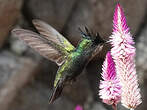 Colibri huppé