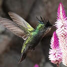 Colibri huppé