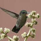 Colibri huppé
