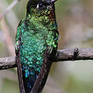 Colibri insigne