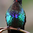 Colibri insigne