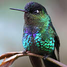 Colibri insigne