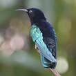 Colibri madère