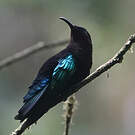 Colibri madère