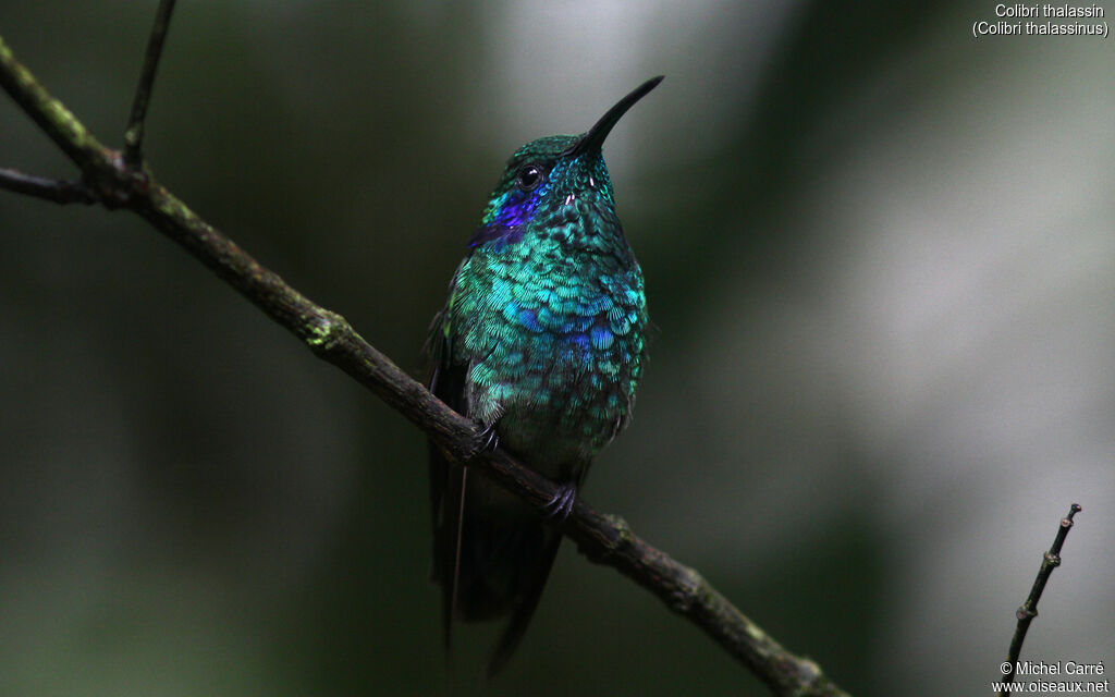 Mexican Violetear male adult