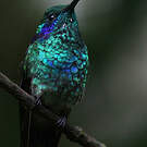 Colibri thalassin
