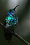 Colibri thalassin