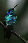 Colibri thalassin