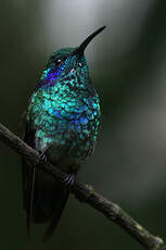 Colibri thalassin