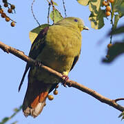 Sri Lanka Green Pigeon