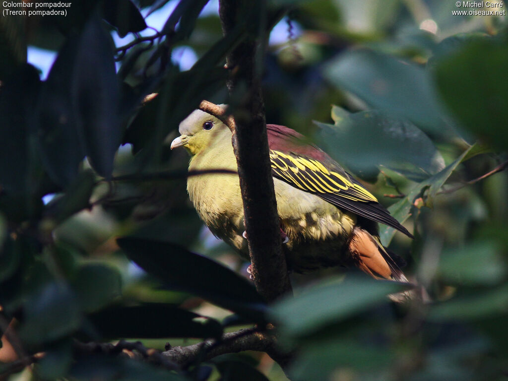 Sri Lanka Green Pigeon male adult