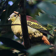 Sri Lanka Green Pigeon