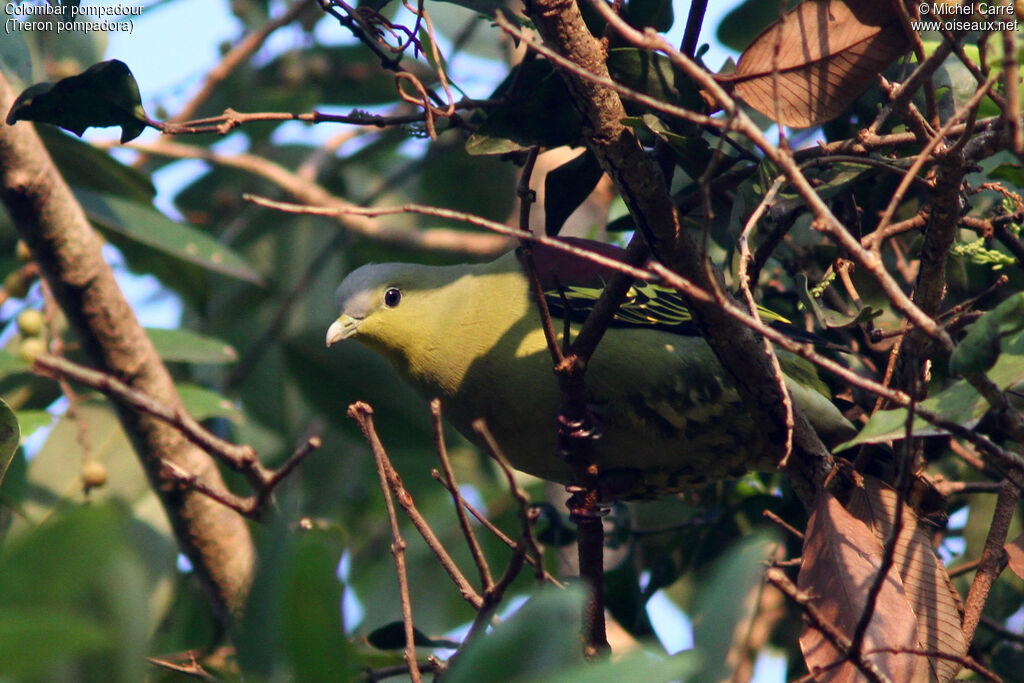 Colombar pompadouradulte