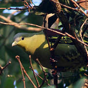 Sri Lanka Green Pigeon