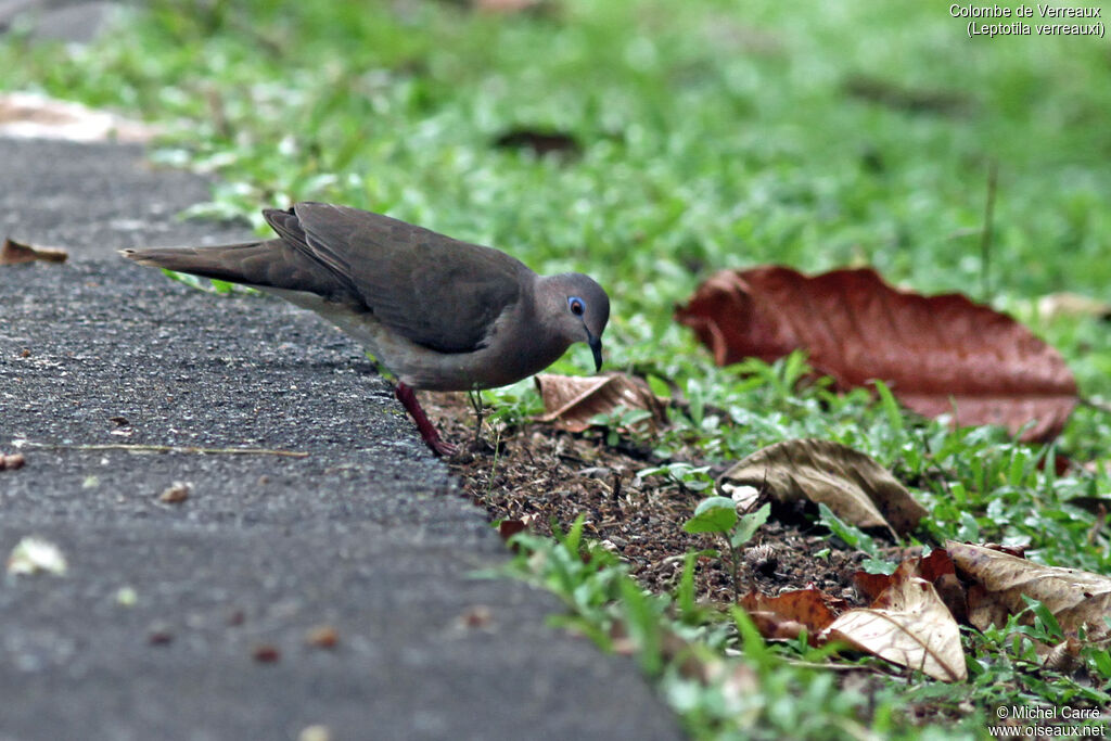 White-tipped Doveadult
