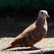 Ruddy Ground Dove