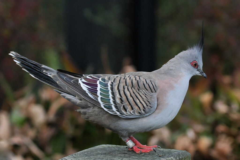 Crested Pigeonadult