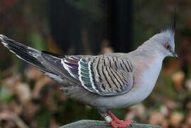 Crested Pigeon