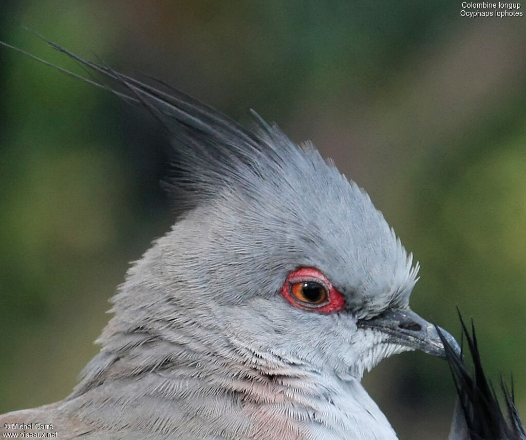 Crested Pigeonadult