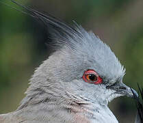 Crested Pigeon