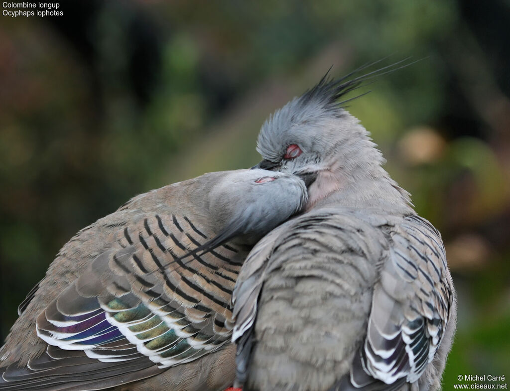 Crested Pigeonadult