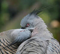 Crested Pigeon