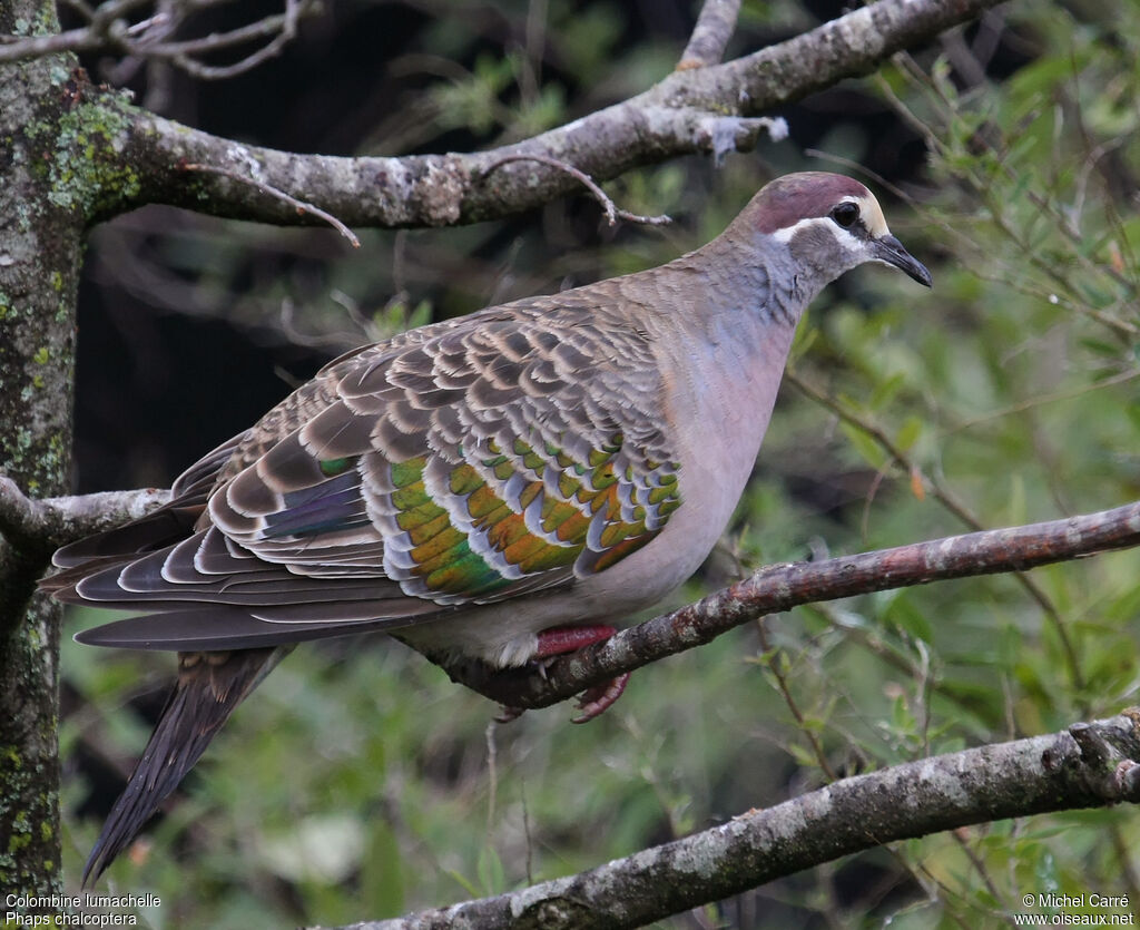 Common Bronzewing