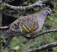 Common Bronzewing