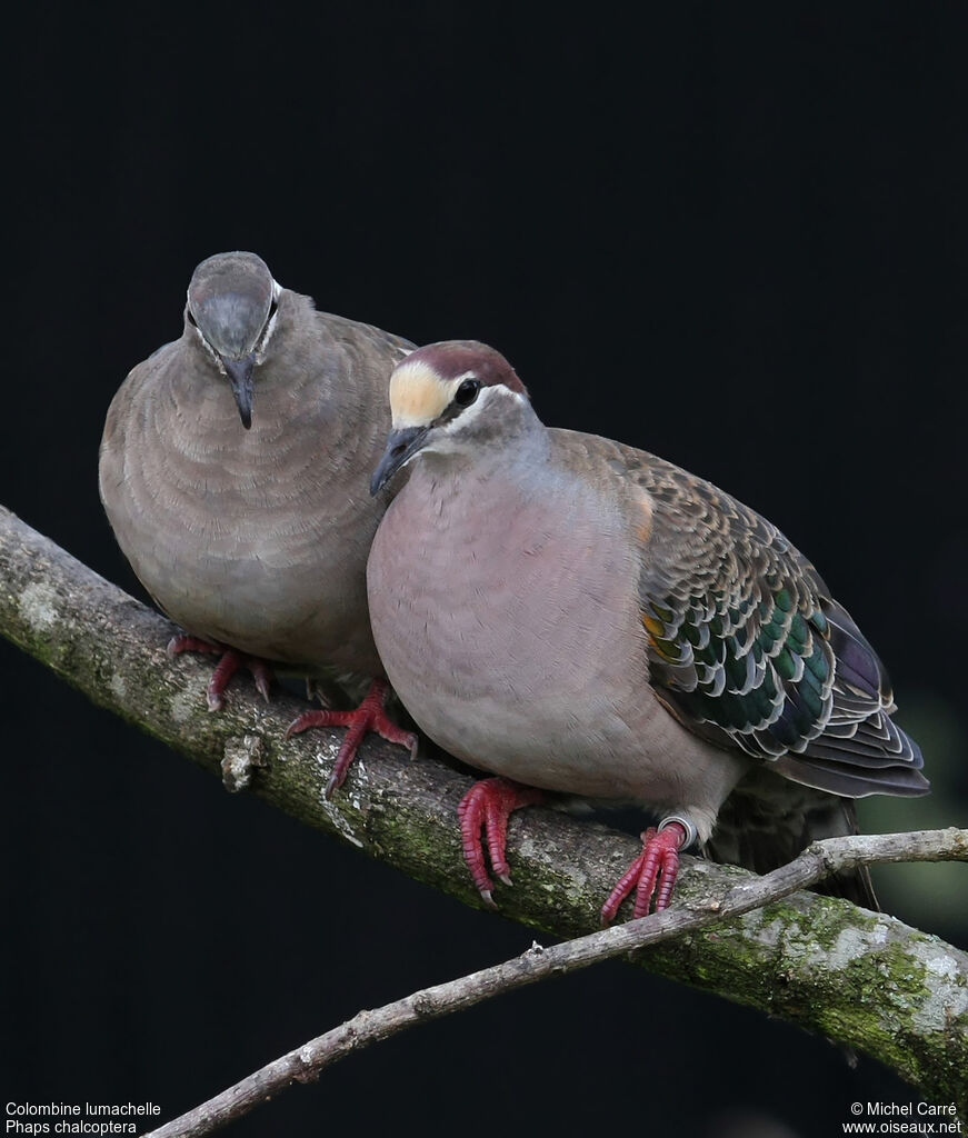 Common Bronzewingadult