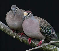 Common Bronzewing